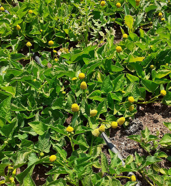 Flor eléctrica amarilla