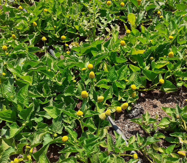 Flor eléctrica amarilla
