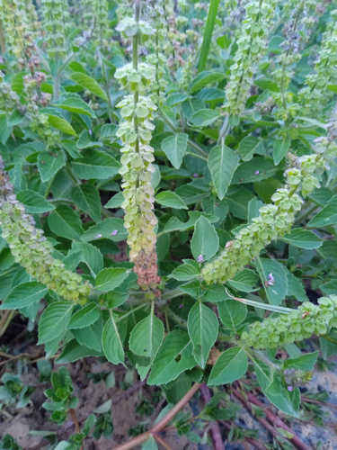 Tulsi verde