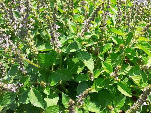 Tulsi verde de Malasia (sacra)