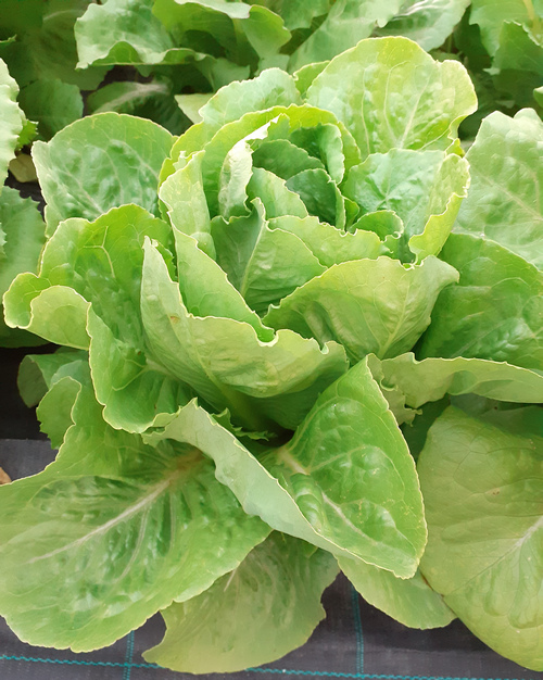 Lechuga oreja de mulo