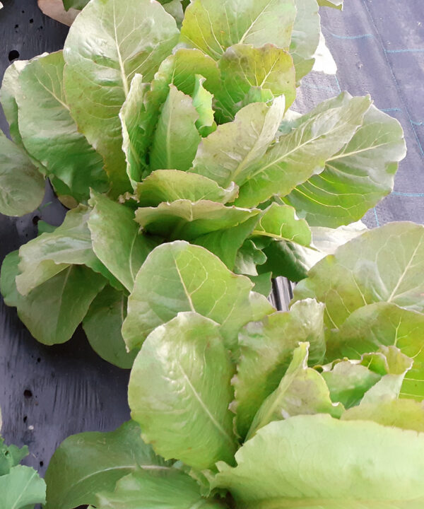 Lechuga romana roja