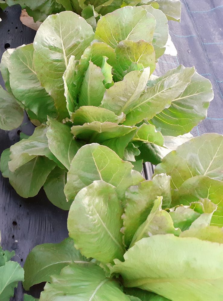 Lechuga romana roja