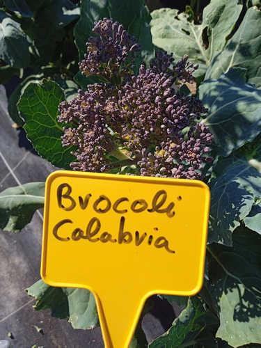Brócoli verde Calabria