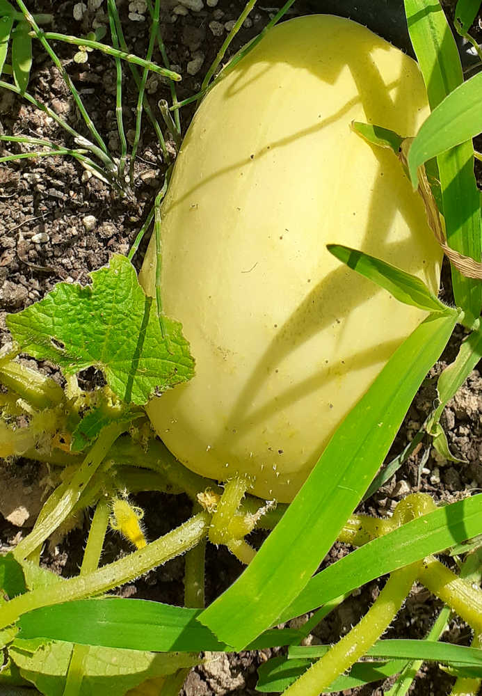 Pepino blanco