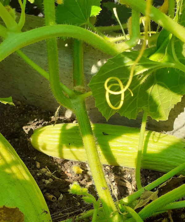 Pepino alficoz Armenio