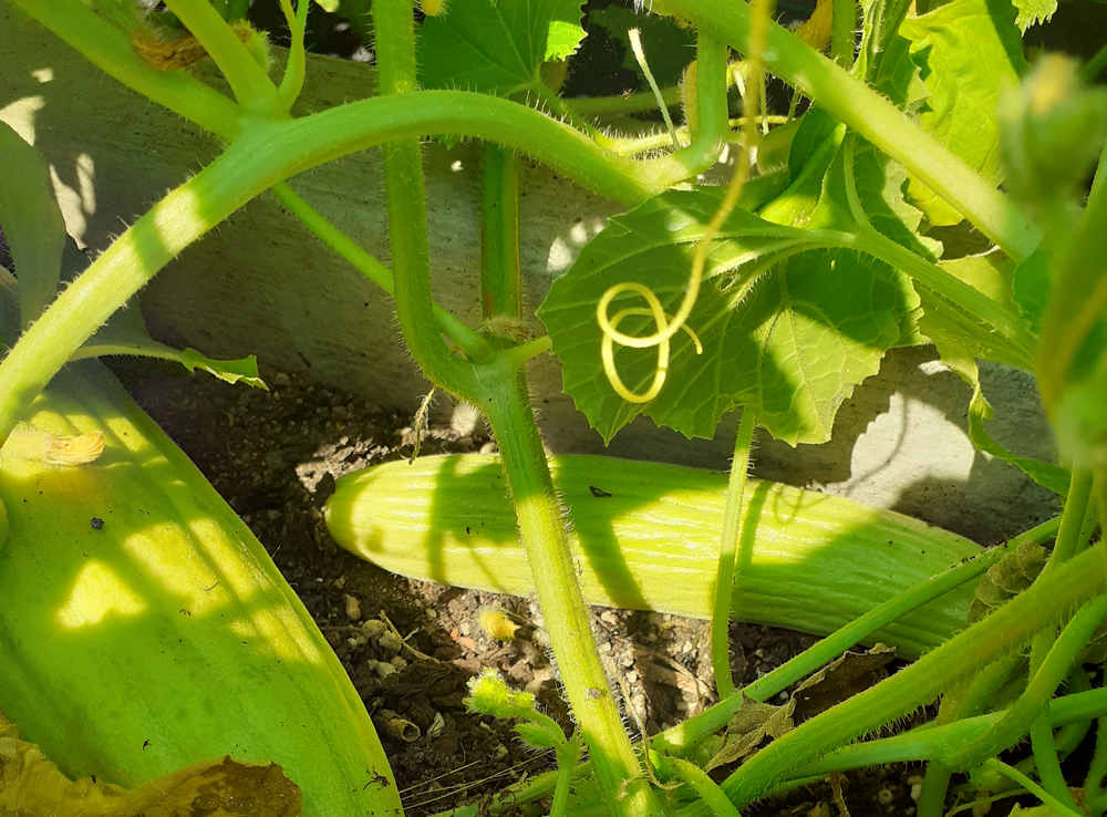 Pepino alficoz Armenio