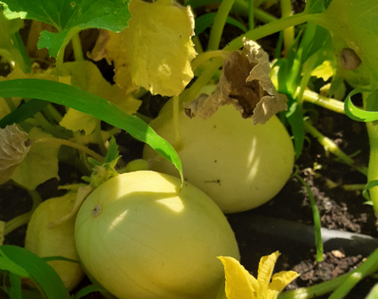 Pepino sabor manzana