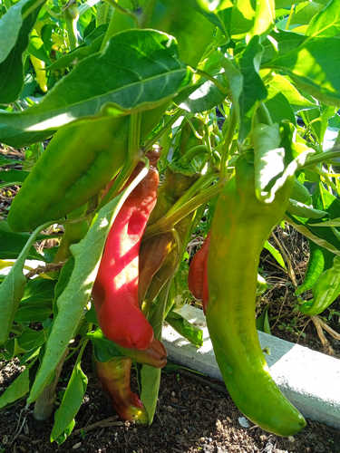 Pimiento Italiano var.Tarragona