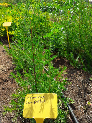 Artemisa Campestris