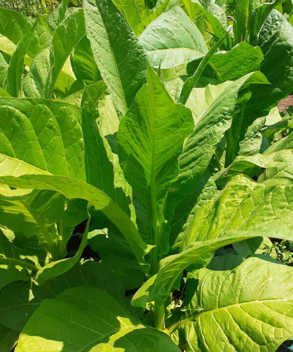 Tabaco hoja de Banana «América»