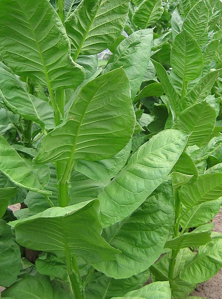 Tabaco Bursa «Turquía»
