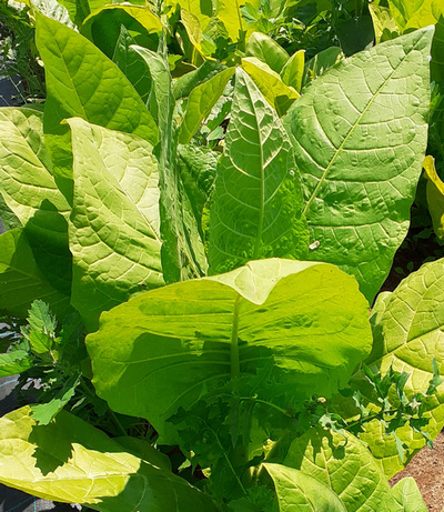 Tabaco de Crimea