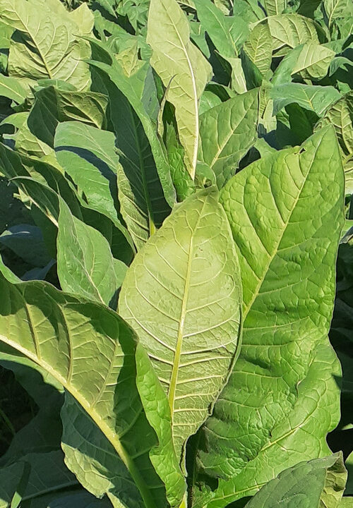 Tabaco Lemon bright