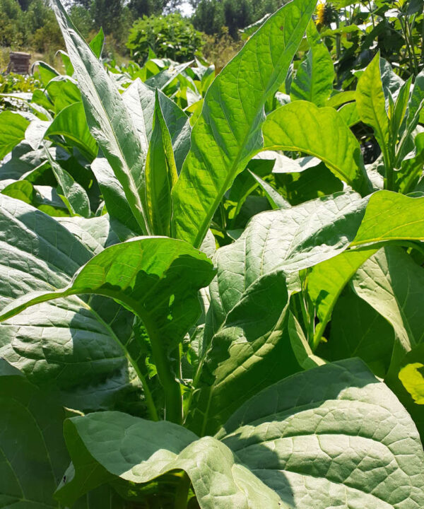Tabaco Virginia «Bright leaf»