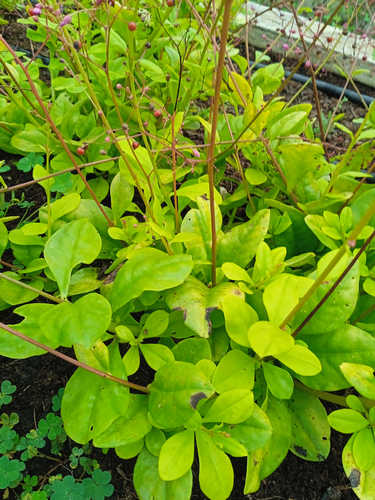 Espinaca de Filipinas