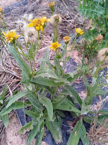 Árnica Americana