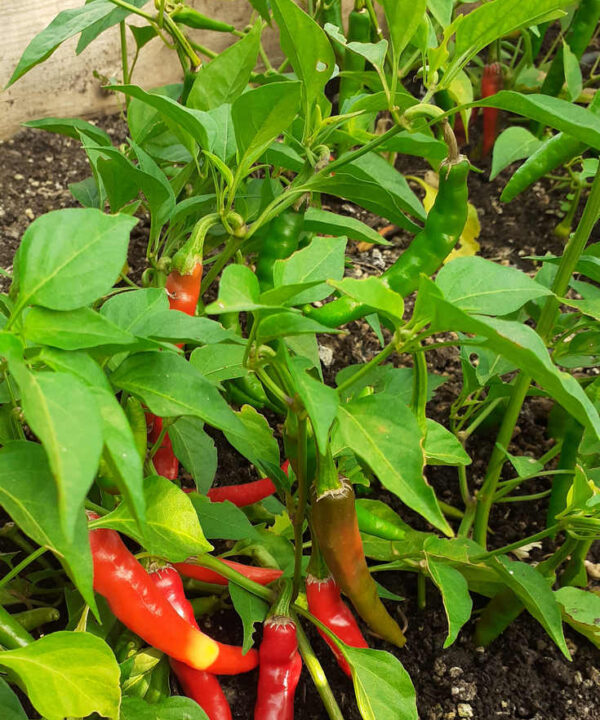 Pimiento picante Cayena