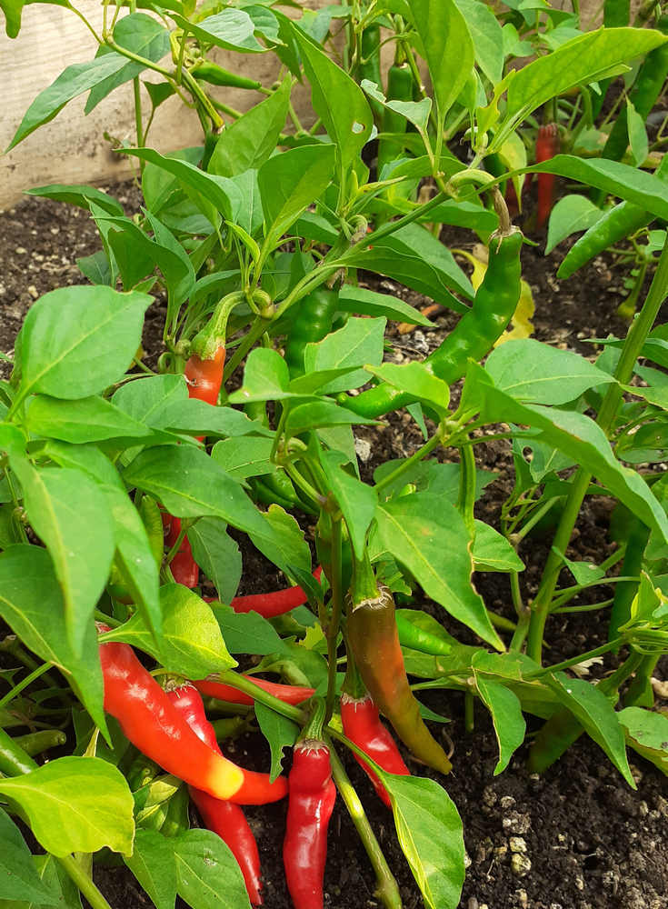 Pimiento picante Cayena
