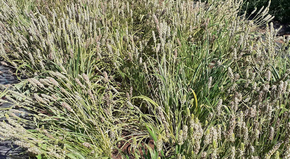 Psyllium / Ispagula
