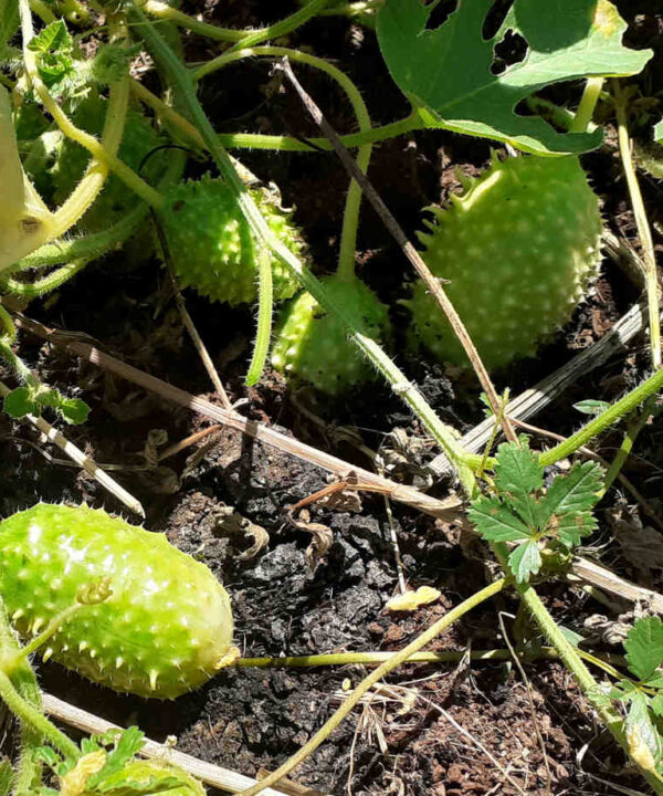 Pepino mini de Brasil maxixe