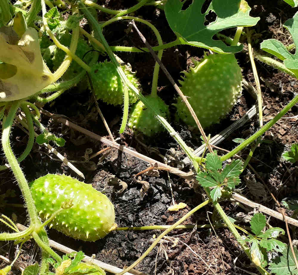 Pepino mini de Brasil maxixe