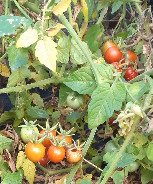 Tomate Cherry Silvestre mini rastrero de Méjico