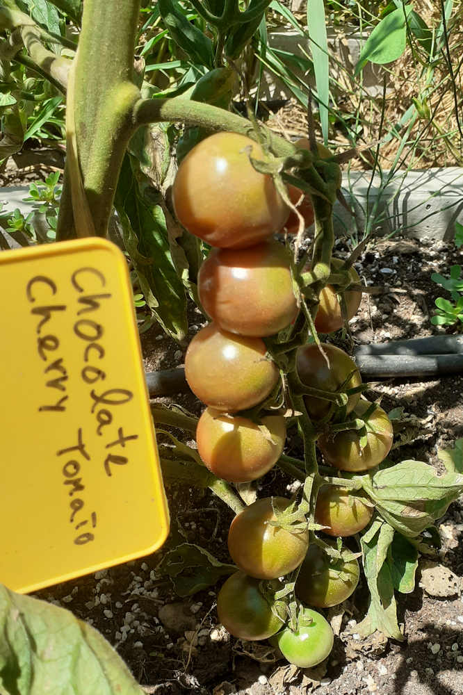 Tomate Cherry Chocolate redondo negro*