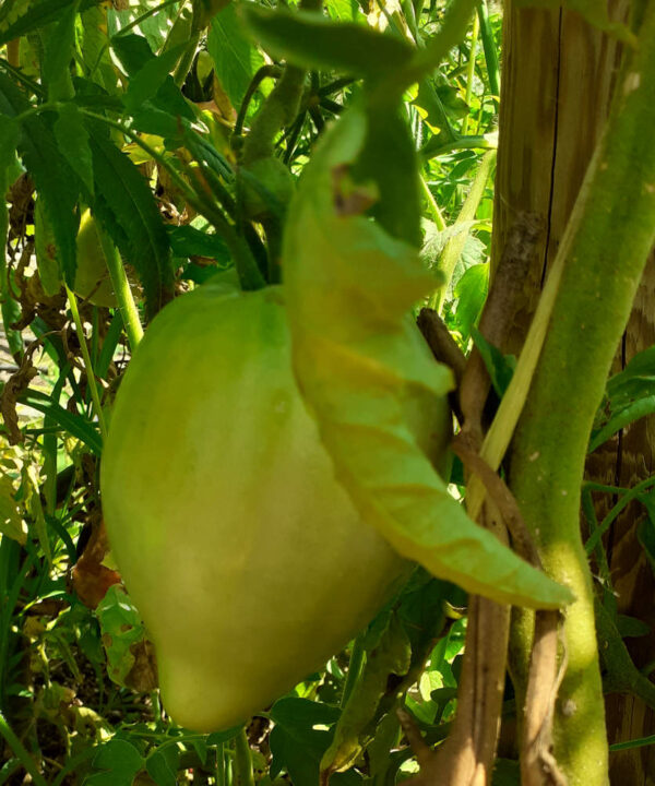 Tomate Corazón de Buey *