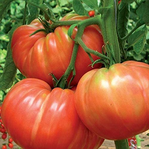 Tomate Bellmonte *