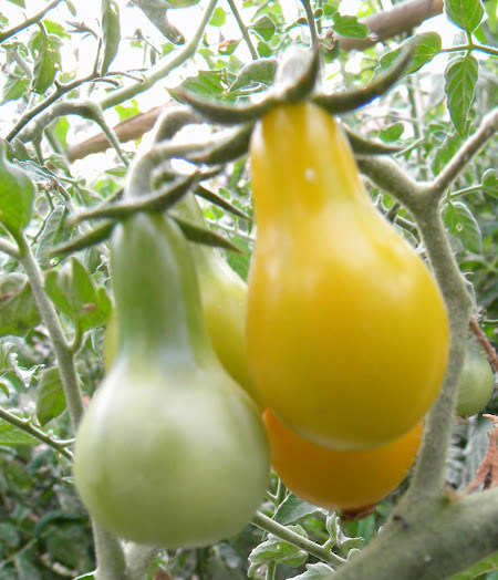 Tomate Cherry pera amarilla *