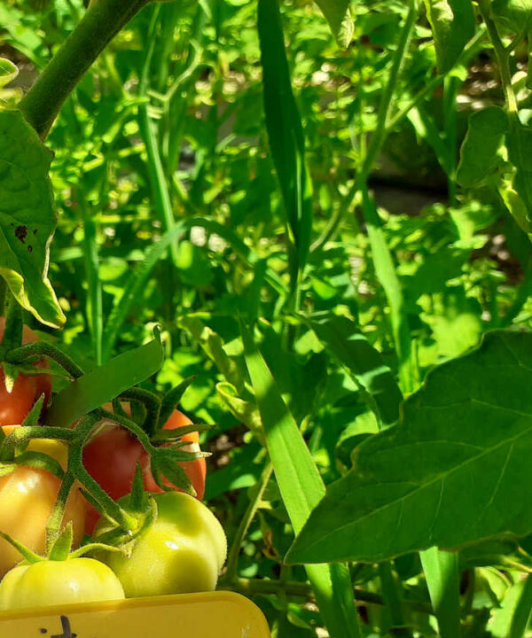 Tomate Margarito de «la verde coop.»