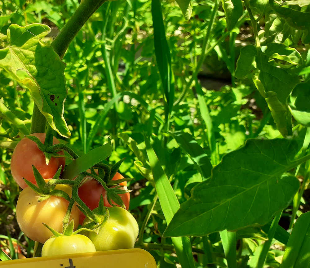Tomate Margarito de «la verde coop.»