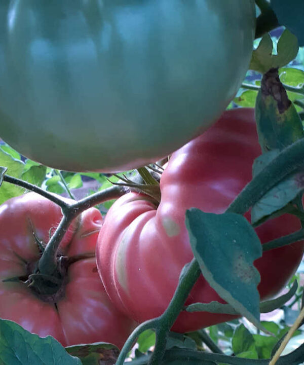 Tomate rosa de Aragón