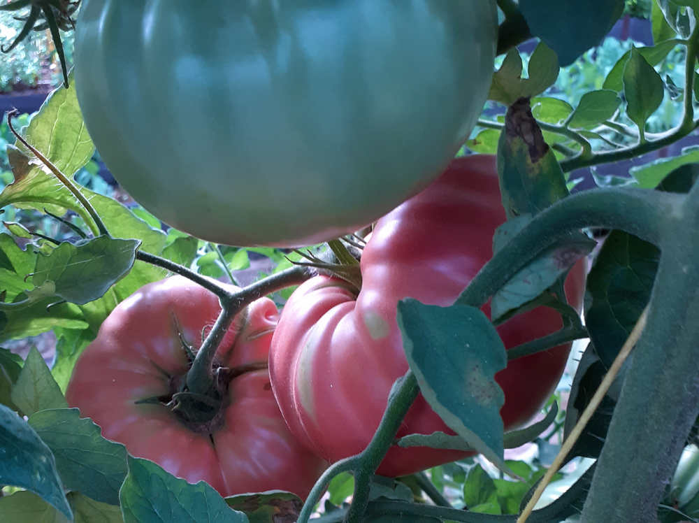 Tomate rosa de Aragón