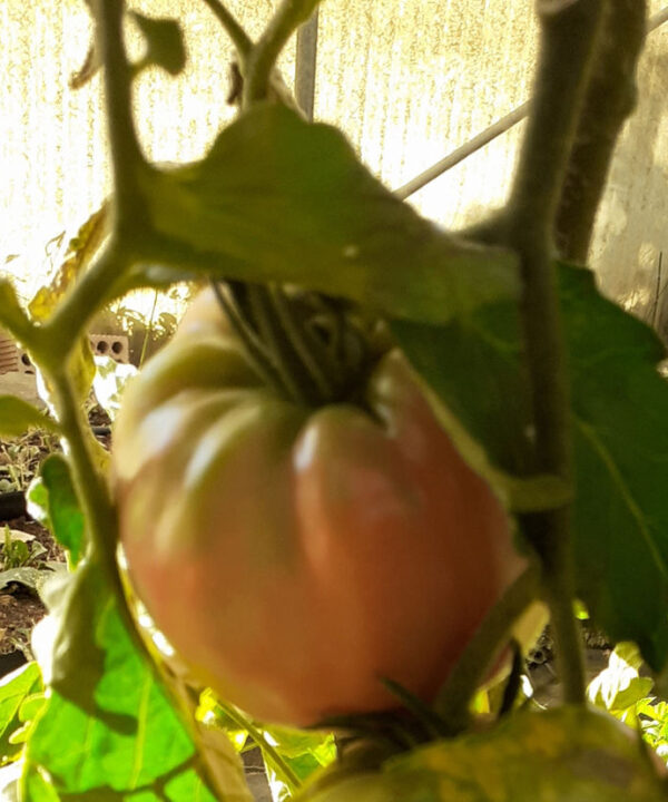 Tomate Corazón de Buey Rosa*