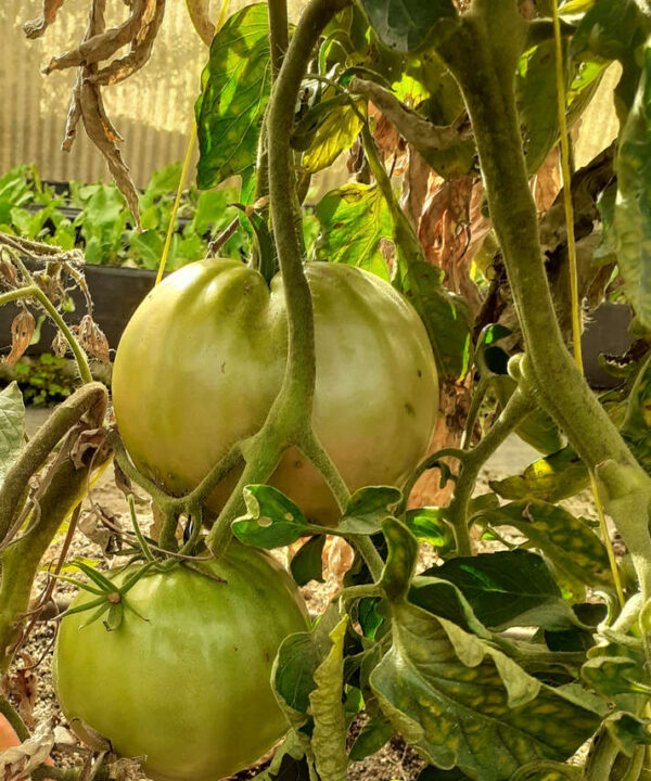 Tomate Corazón de Buey, Pirineo *