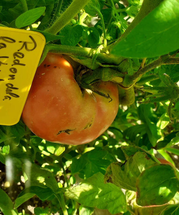 Tomate redondela de «la verde coop.»