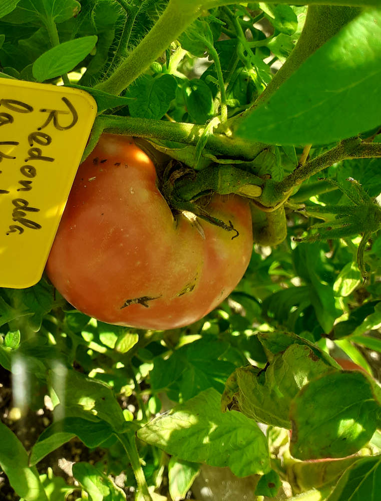 Tomate redondela de «la verde coop.»