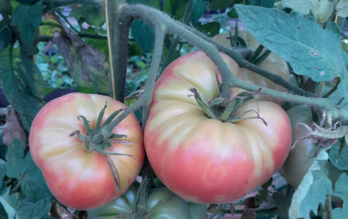 Tomate gigante de Bélgica *