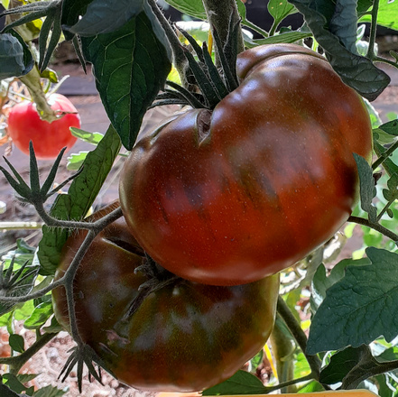 Tomate Paul’s Robeson *