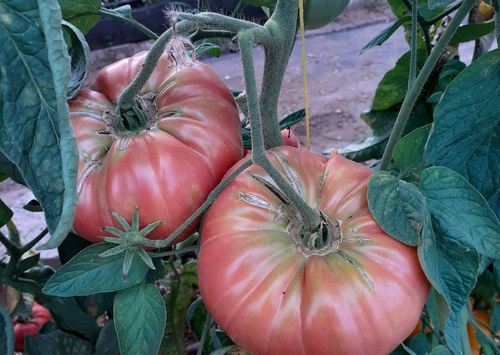 Tomate rosa Brandywine *