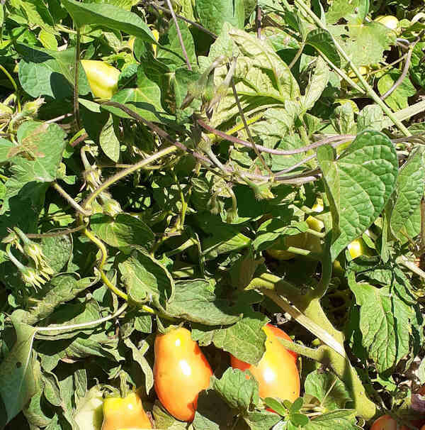 Tomate Pera Rastrera Romaven *