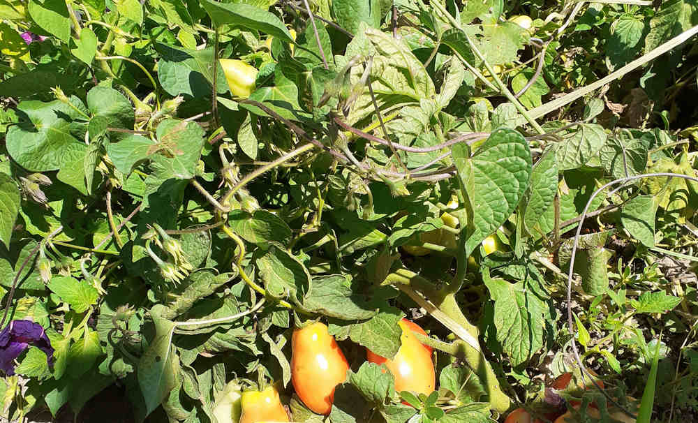 Tomate Pera Rastrera Romaven *