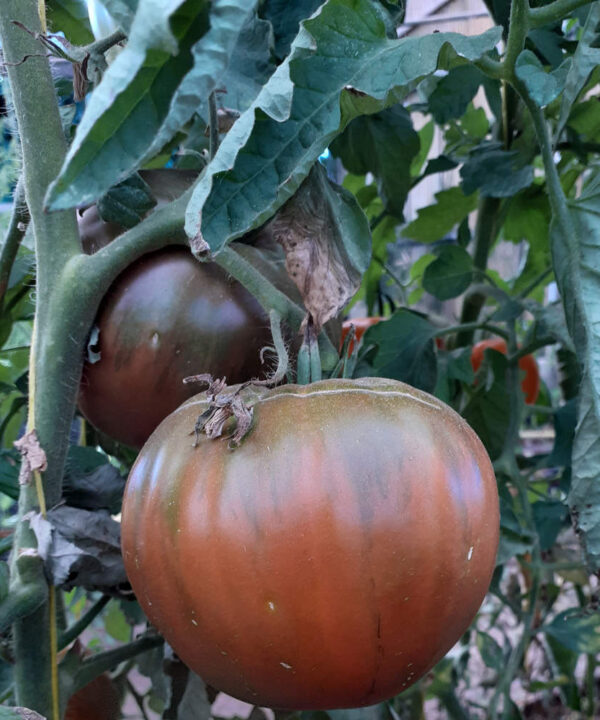 Tomate Corazón de Buey Negro *