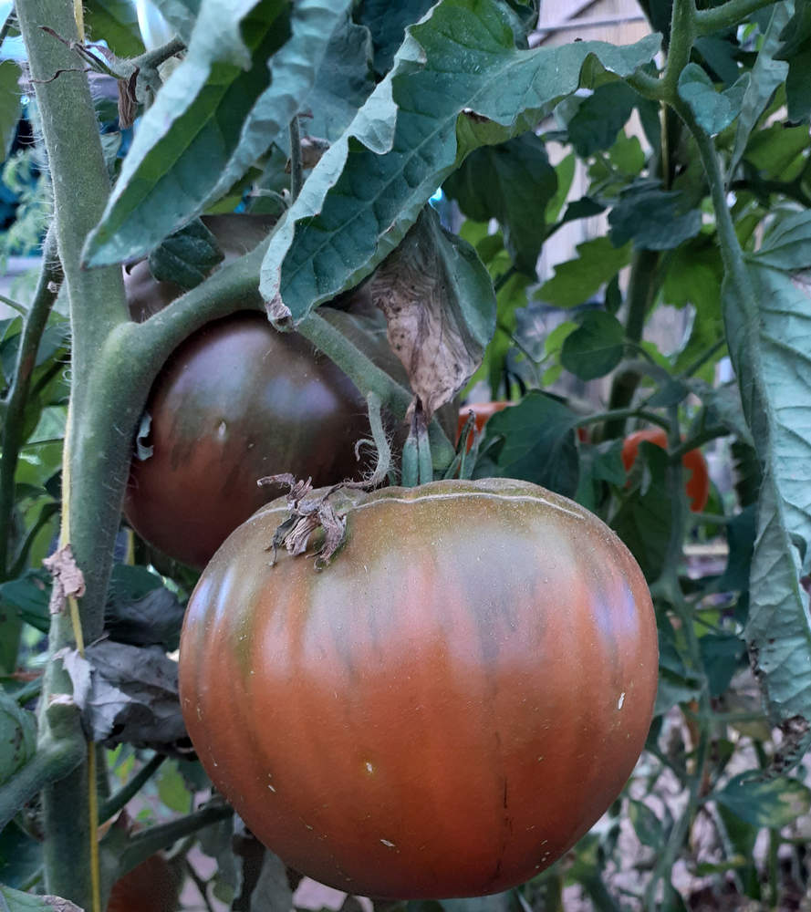 Tomate Corazón de Buey Negro *