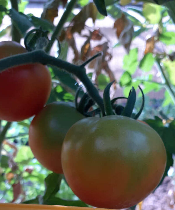 Tomate de colgar redondo de casa