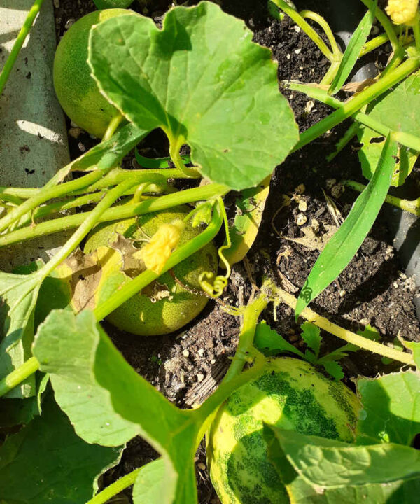 Pepino redondo amarillo