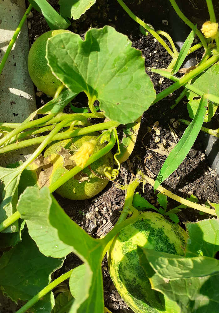 Pepino redondo amarillo