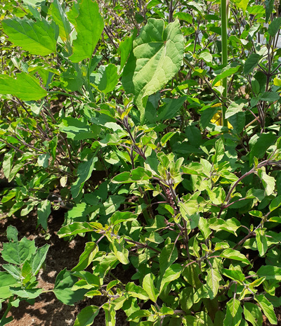 Tulsi Krishna